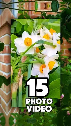 15 clip or photo 