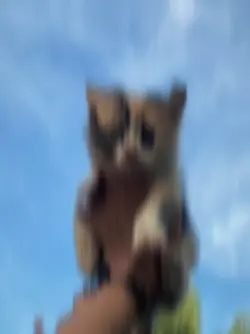 MAMBOO