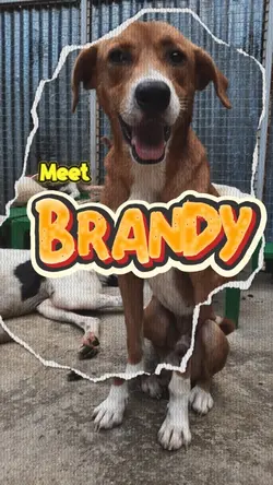 Meet Brandy