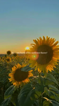 sunflower theory