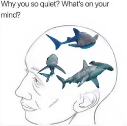 SHARKS 🛐 