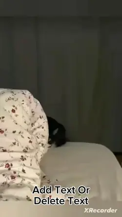 Cat Meme