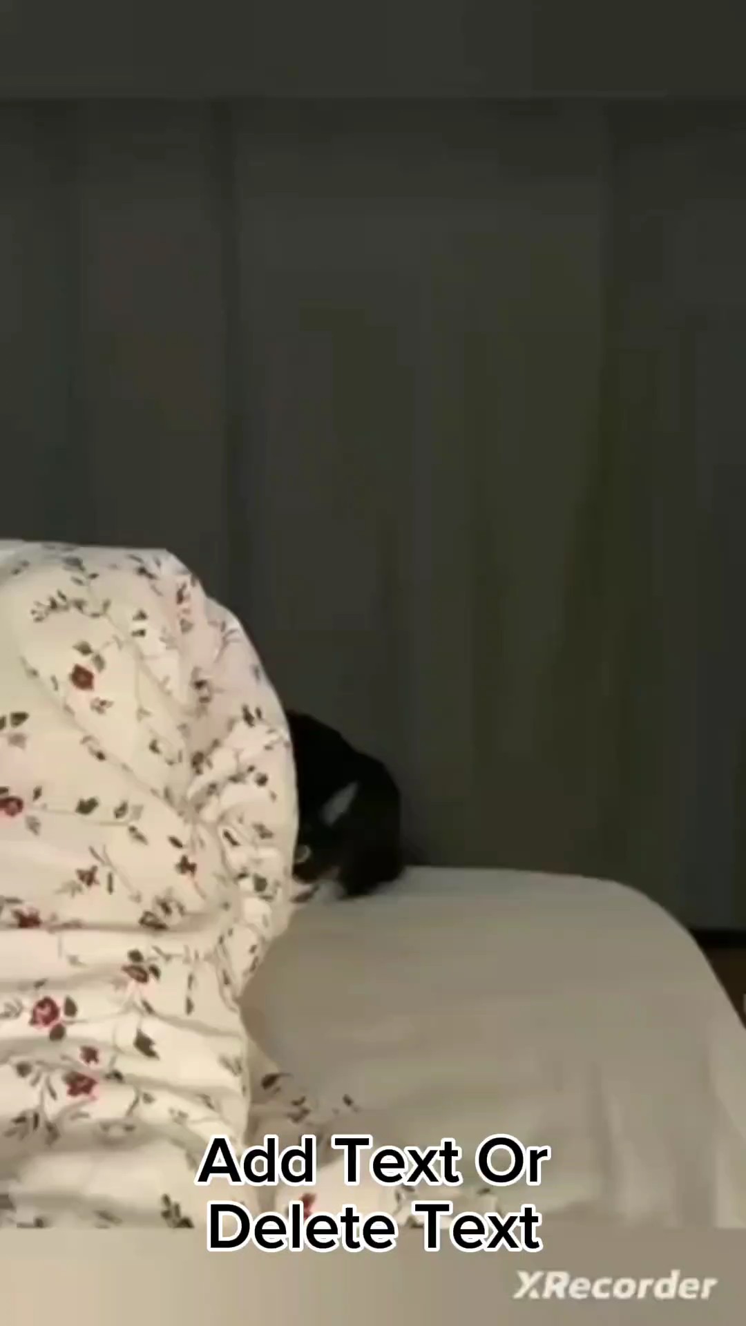 Cat Meme