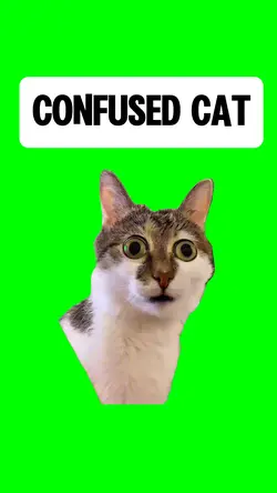 CONFUSED CAT