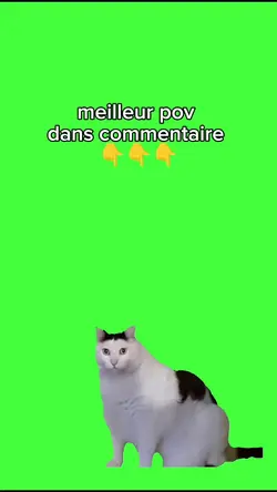 meme chat
