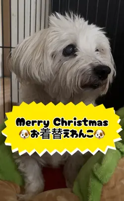 お着替えわんこ🐶🎄
