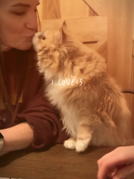 Ich liebe Katzen
