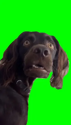 Confused dog