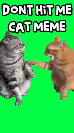 DONT HIT ME CAT MEME