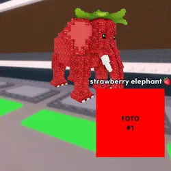 Strawberry elephant 