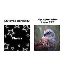 eagle eye