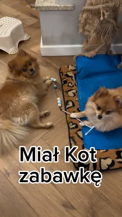 Miał Kot zabawkę