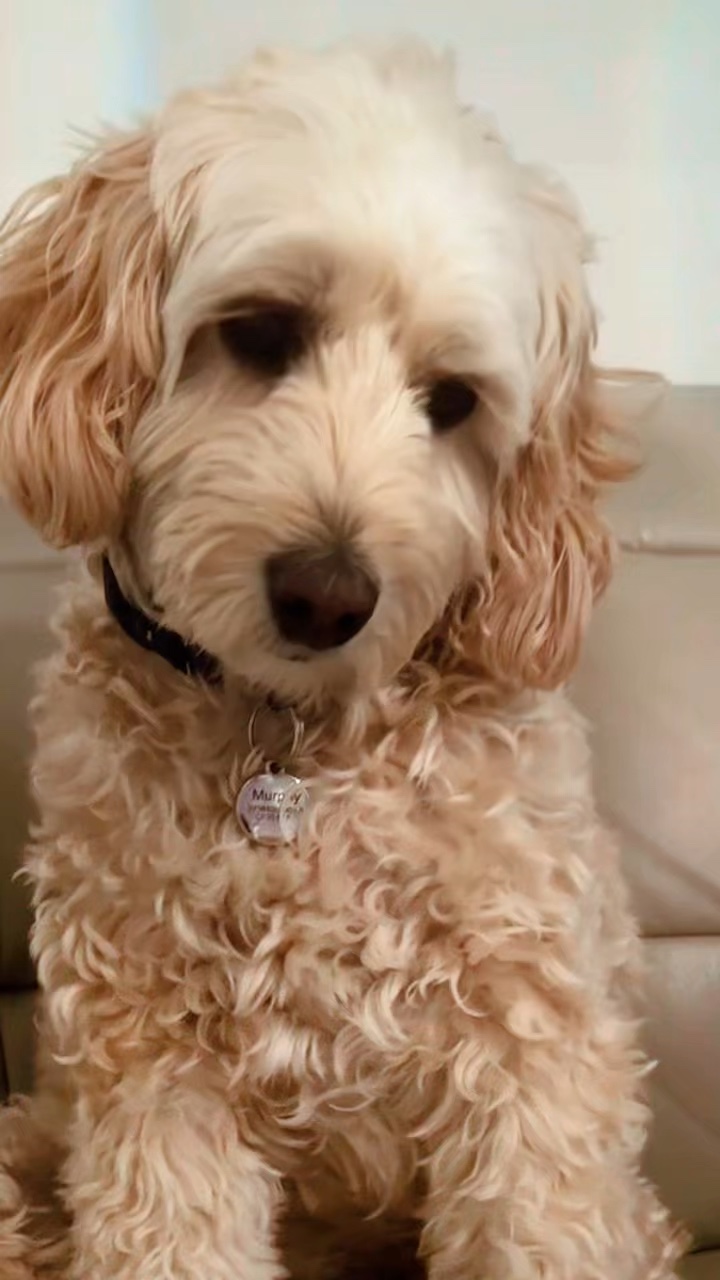 Dog template 