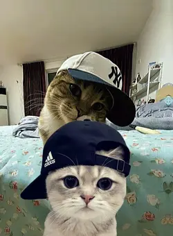 Cat/trending