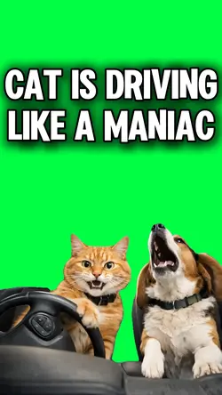 CRAZY DRIVING CAT