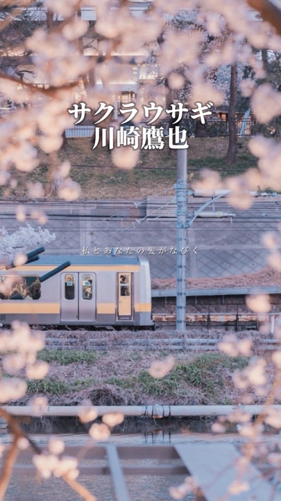 サクラウサギ/川崎鷹也