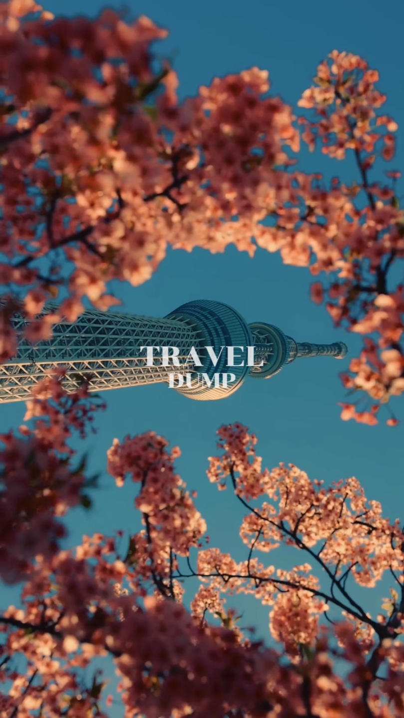 TRAVEL DUMP