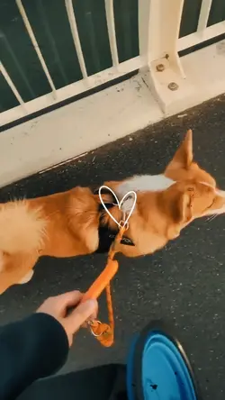 slowmotion dog pet