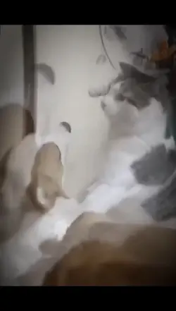 boxing cat
