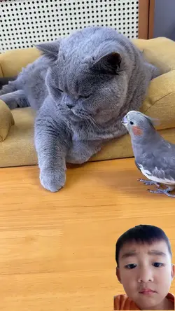 kucing dan burung 