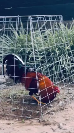 kata kata sadberutal