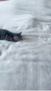 Gato adorável 