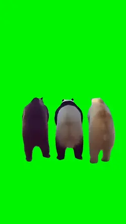Bears Dancing Meme