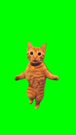 ORANGE CAT DANCING
