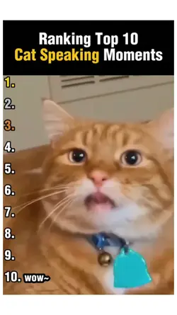 Cat speking moments