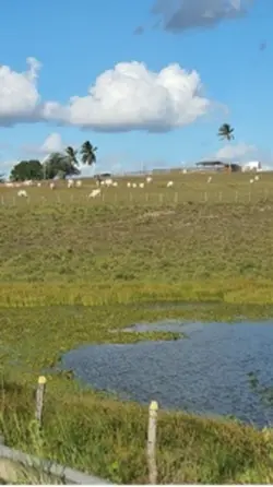 Sertanejo