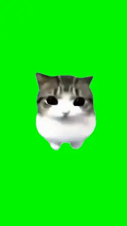 cute cat