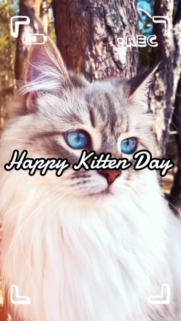 Feliz Día del Gatito 