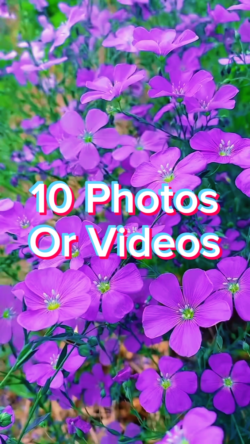 10 Fotoğraf Slaytı