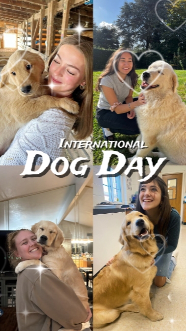 International Dogday