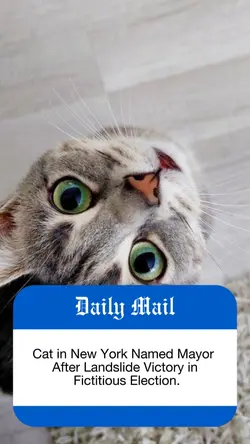 CAT NEWS
