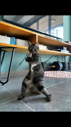 cat kungfu AI