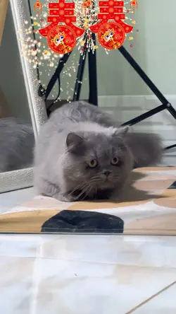 ตุงแช่ๆ เชิดสิงโต ตรุษจีน