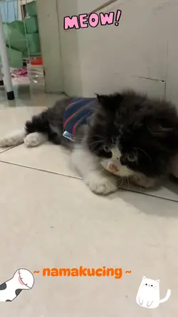 Video kucing