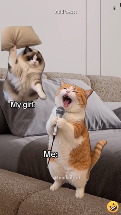 kucing lucu