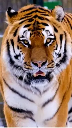 Ca un tigru ca un le