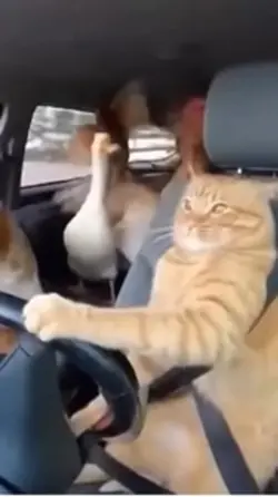 분노의 질주 냥냥이판