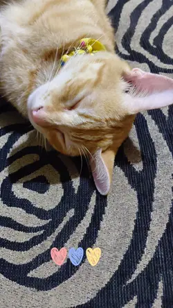 kucingku