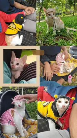 Kucing Gemoy 