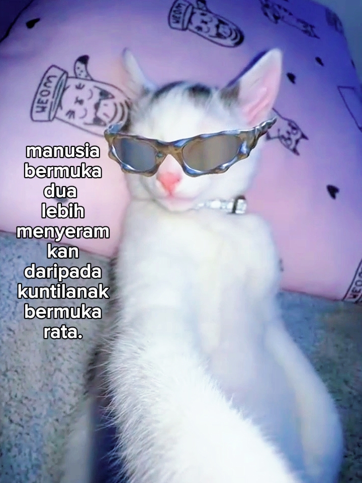 Foto live kata