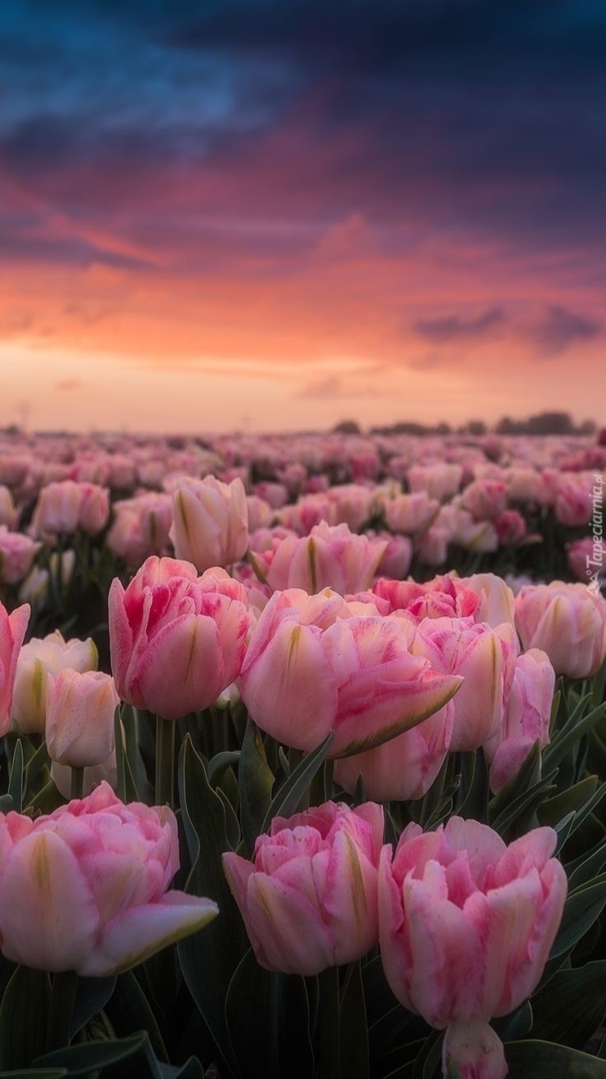 Lovely flowers 