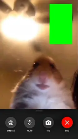 hamster video call