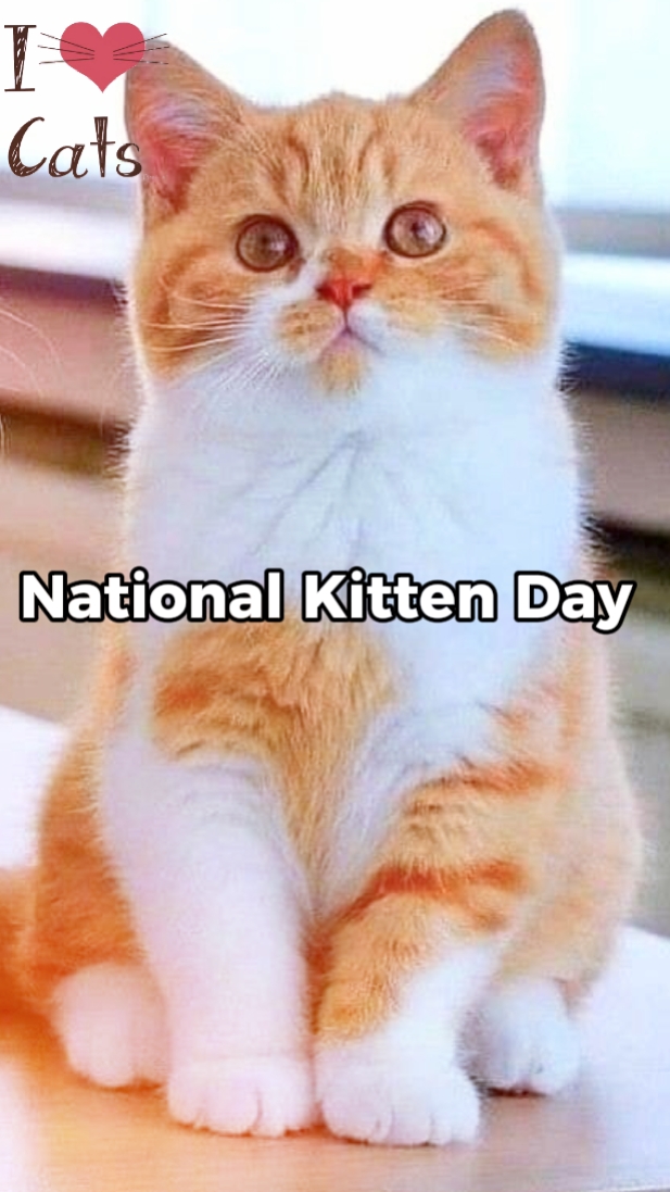 Día Nacional del Gatito