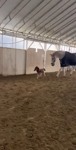 SLOMOTION HORSE