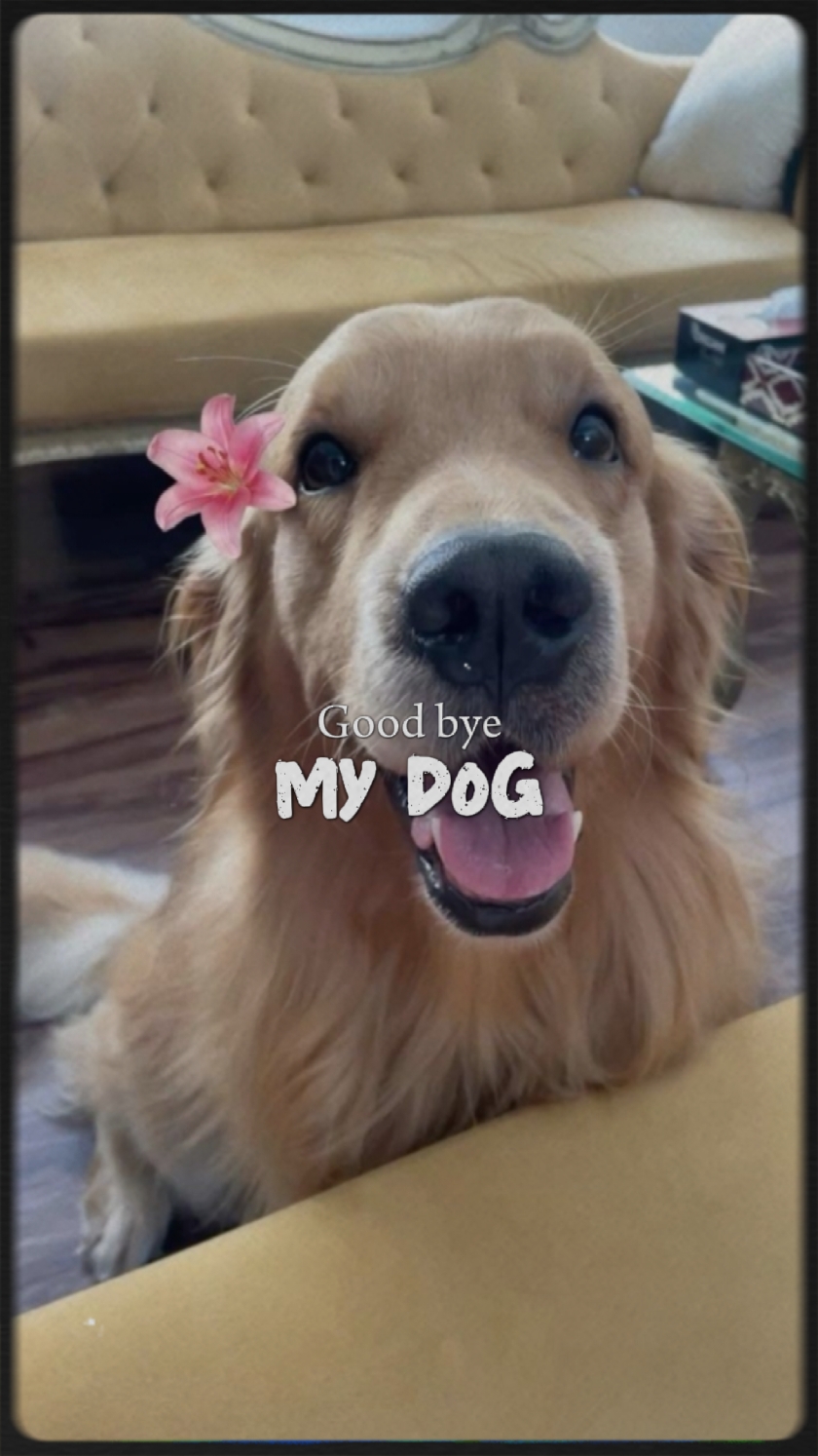 Auf Wiedersehen mein Hund