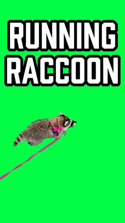 RACCOON RUNNING